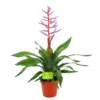 Aechmea Blue Rain - Kokerbromelia - P12 H55 - Roze-Paars - Kamerplant