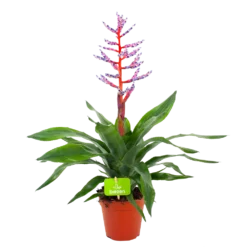 Aechmea Blue Rain - Kokerbromelia - P12 H55 - Roze-Paars - Kamerplant
