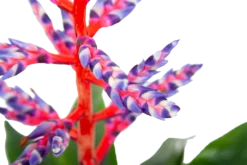 Aechmea Blue Rain - Kokerbromelia - P12 H55 - Roze-Paars - Kamerplant -Goedkope Tuinbenodigdheden winkel aechmea blue rain kokerbromelia p12 h55 roze paars 6
