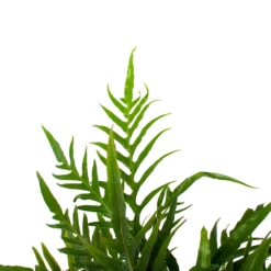 Aglaomorpha Jim - P17 H45 - Kamerplant -Goedkope Tuinbenodigdheden winkel aglaomorpha jim p17 h45 3