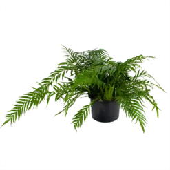 Aglaomorpha Jim - P37 H75 - Kamerplant