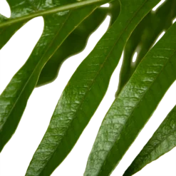 Aglaomorpha Jim - P37 H75 - Kamerplant -Goedkope Tuinbenodigdheden winkel aglaomorpha jim p37 h75 kamerplant 4