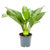 Aglaonema Freedman - P17 H60 - Kamerplant