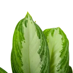 Aglaonema Freedman - P17 H60 - Kamerplant -Goedkope Tuinbenodigdheden winkel aglaonema freedman p17 h60 6 1