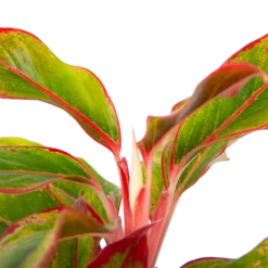 Aglaonema Light Star - P19 H35 - Kamerplant -Goedkope Tuinbenodigdheden winkel aglaonema light star p19 h35 4