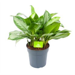 Aglaonema Silver Bay - P24 H60 - Kamerplant