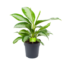Aglaonema Silver Moon - P19 H50 - Kamerplant