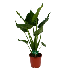 Alocasia Cucullata - Olifantsoor - P21 H90 - Kamerplant