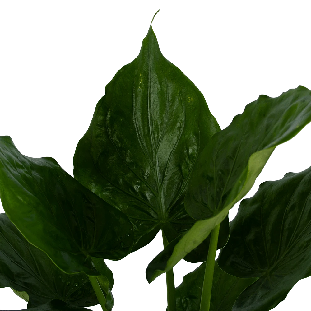 Alocasia Cucullata - Olifantsoor - P21 H90 - Kamerplant 2 Alocasia Cucullata - Olifantsoor - P21 H90 - Kamerplant - Afbeelding 2