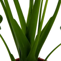 Alocasia Cucullata - Olifantsoor - P21 H90 - Kamerplant 6 Alocasia Cucullata - Olifantsoor - P21 H90 - Kamerplant -Goedkope Tuinbenodigdheden winkel alocasia cucullata olifantsoor p21 h90 4