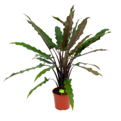 Alocasia Lauterbachiana - Olifantsoor - P27 H110 - Kamerplant