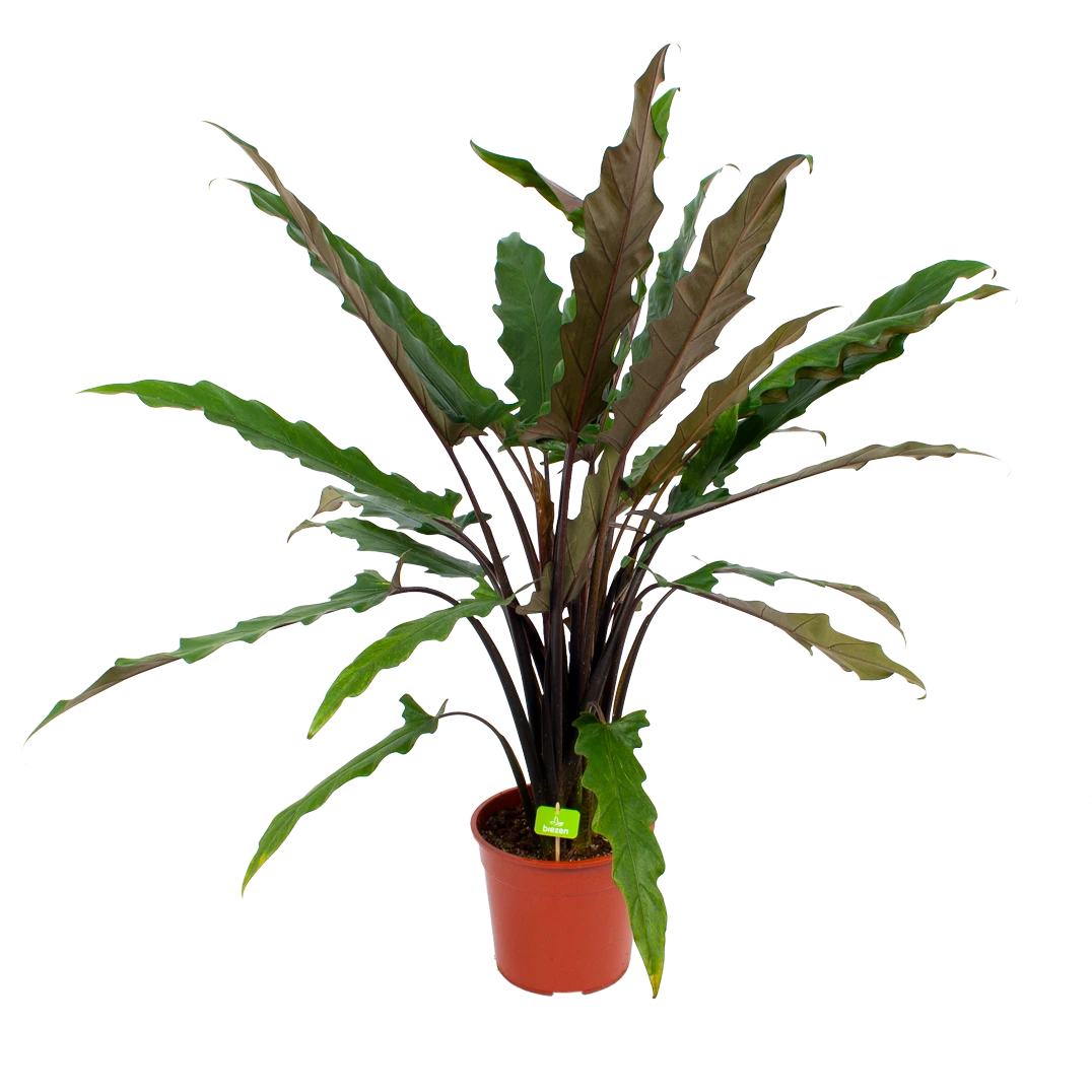 Alocasia Lauterbachiana - Olifantsoor - P27 H110 - Kamerplant 1 Alocasia Lauterbachiana - Olifantsoor - P27 H110 - Kamerplant