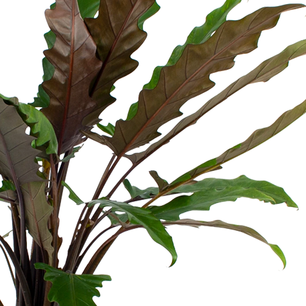 Alocasia Lauterbachiana - Olifantsoor - P27 H110 - Kamerplant 2 Alocasia Lauterbachiana - Olifantsoor - P27 H110 - Kamerplant - Afbeelding 2