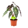 Alocasia Polly - Olifantsoor - P17 H50 - Kamerplant