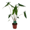 Alocasia Zebrina - Olifantsoor - P17 H60 - Kamerplant