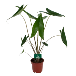 Alocasia Zebrina - Olifantsoor - P17 H60 - Kamerplant