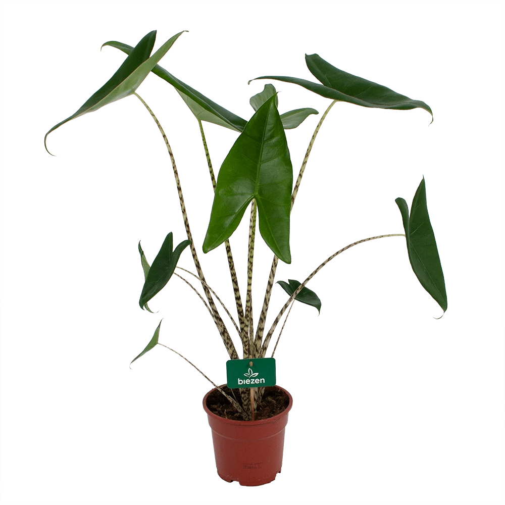 Alocasia Zebrina - Olifantsoor - P17 H60 - Kamerplant 1 Alocasia Zebrina - Olifantsoor - P17 H60 - Kamerplant