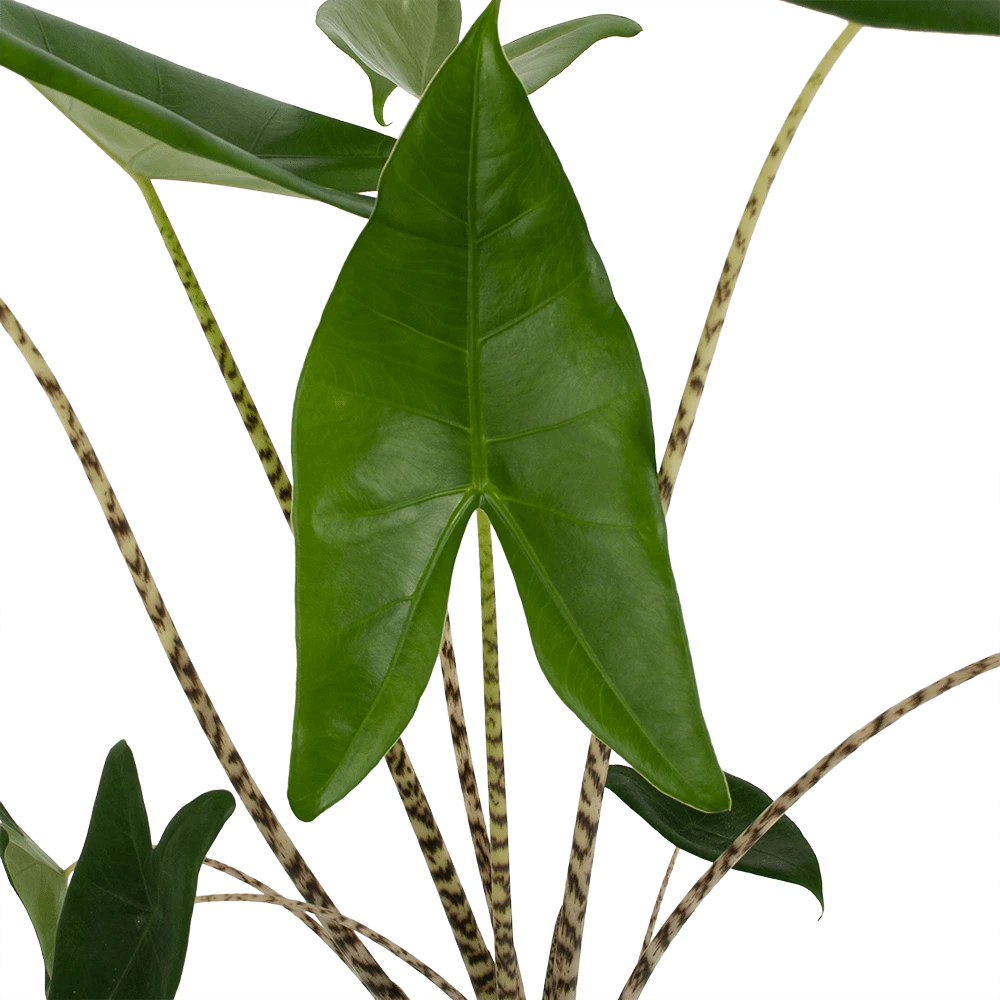 Alocasia Zebrina - Olifantsoor - P17 H60 - Kamerplant 2 Alocasia Zebrina - Olifantsoor - P17 H60 - Kamerplant - Afbeelding 2