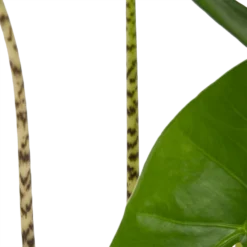 Alocasia Zebrina - Olifantsoor - P17 H60 - Kamerplant 6 Alocasia Zebrina - Olifantsoor - P17 H60 - Kamerplant -Goedkope Tuinbenodigdheden winkel alocasia zebrina olifantsoor p17 h60 4