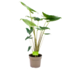 Alocasia Zebrina - Olifantsoor - P21 H70 - Kamerplant