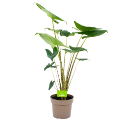 Alocasia Zebrina - Olifantsoor - P21 H70 - Kamerplant