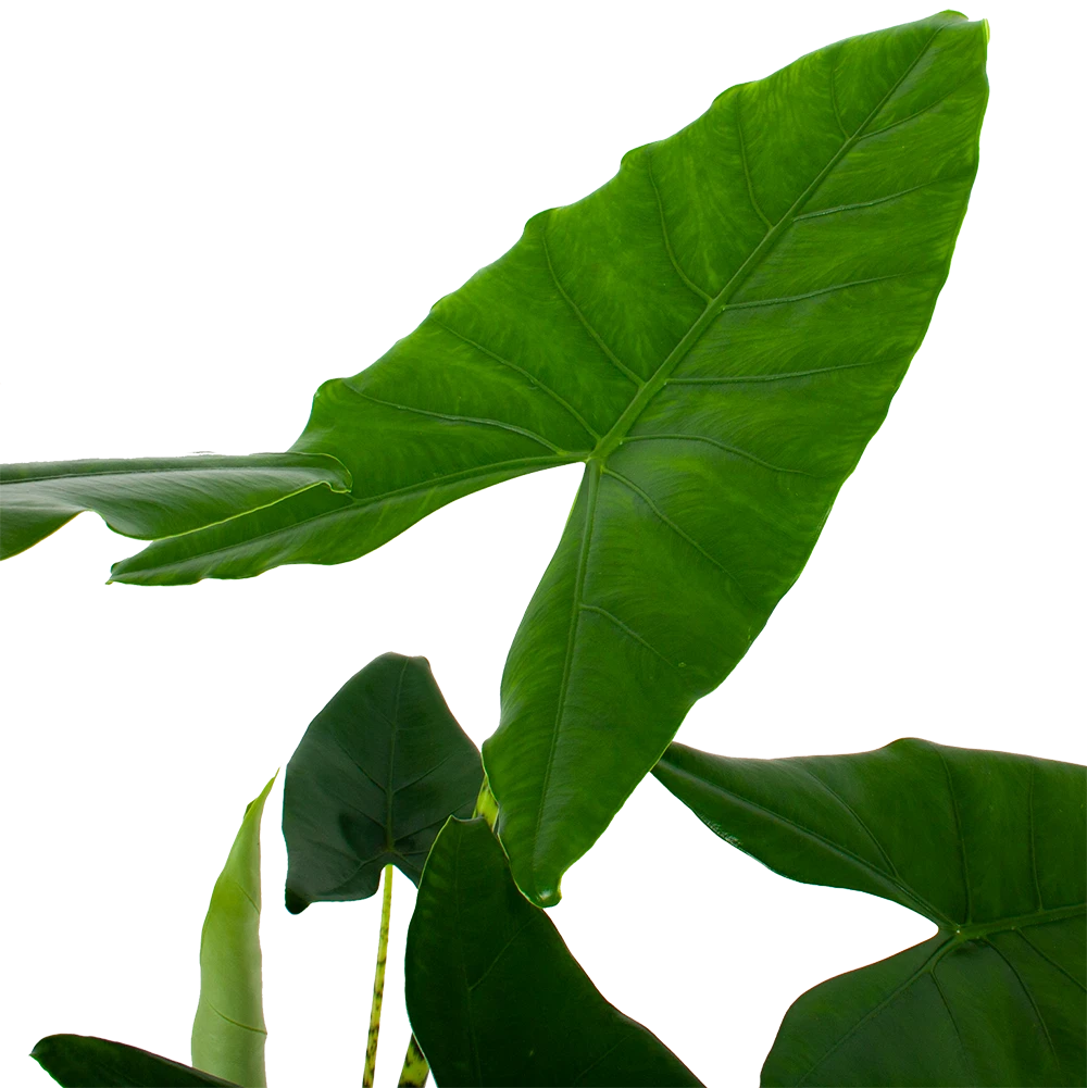 Alocasia Zebrina - Olifantsoor - P32 H120 - Kamerplant 2 Alocasia Zebrina - Olifantsoor - P32 H120 - Kamerplant - Afbeelding 2