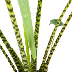 Alocasia Zebrina - Olifantsoor - P32 H120 - Kamerplant 6 Alocasia Zebrina - Olifantsoor - P32 H120 - Kamerplant -Goedkope Tuinbenodigdheden winkel alocasia zebrina olifantsoor p32 h120 6