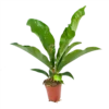 Anthurium Brownii Arrow - P15 H60 - Kamerplant