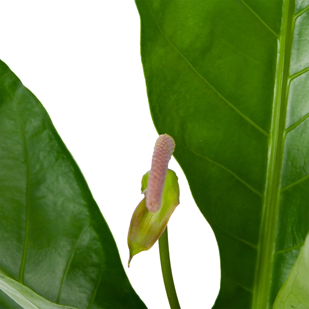Anthurium Brownii Arrow - P15 H60 - Kamerplant 2 Anthurium Brownii Arrow - P15 H60 - Kamerplant - Afbeelding 2