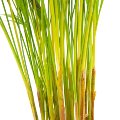 Areca - Goudpalm - P17 H90 - Kamerplant 6 Areca - Goudpalm - P17 H90 - Kamerplant -Goedkope Tuinbenodigdheden winkel areca goudpalm p17 h90 6 2