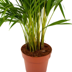 Areca - Goudpalm - P21 H100 - Kamerplant -Goedkope Tuinbenodigdheden winkel areca goudpalm p21 h100 6 1