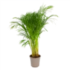 Areca - Goudpalm - P24 H120 - Kamerplant