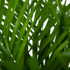 Areca - Goudpalm - P24 H120 - Kamerplant 7 Areca - Goudpalm - P24 H120 - Kamerplant -Goedkope Tuinbenodigdheden winkel areca goudpalm p24 h120 5