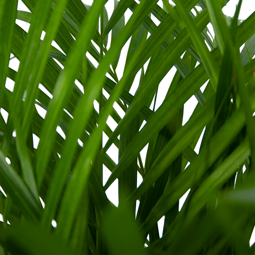 Areca - Goudpalm - P24 H120 - Kamerplant 3 Areca - Goudpalm - P24 H120 - Kamerplant - Afbeelding 3