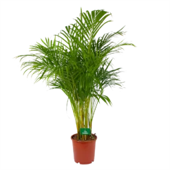 Areca - Goudpalm - P24 H140 - Kamerplant
