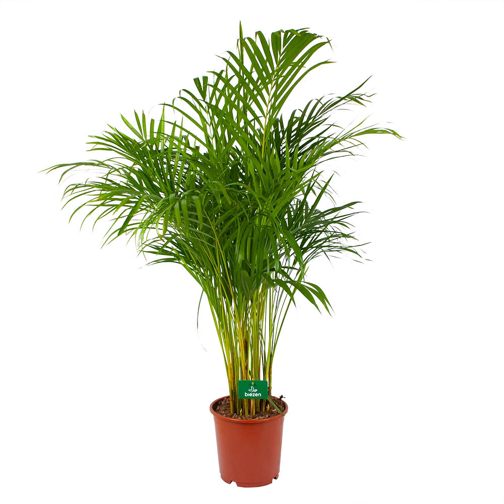 Areca - Goudpalm - P24 H140 - Kamerplant 1 Areca - Goudpalm - P24 H140 - Kamerplant
