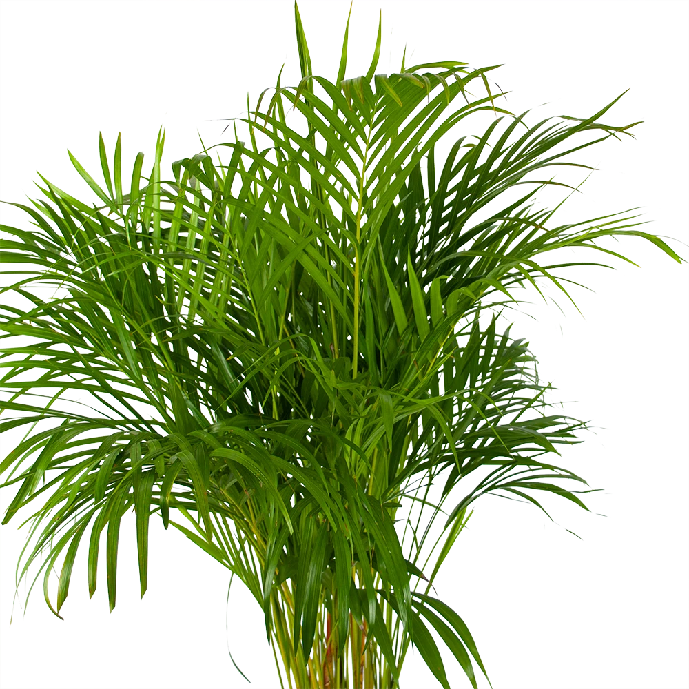 Areca - Goudpalm - P24 H140 - Kamerplant 2 Areca - Goudpalm - P24 H140 - Kamerplant - Afbeelding 2