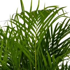 Areca - Goudpalm - P24 H140 - Kamerplant 6 Areca - Goudpalm - P24 H140 - Kamerplant -Goedkope Tuinbenodigdheden winkel areca goudpalm p24 h140 kamerplant 4