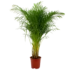 Areca - Goudpalm - P27 H180 - Kamerplant