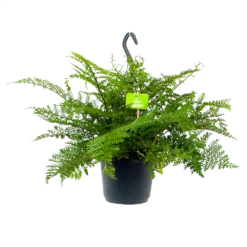 Asplenium Parvati - Moedervaren - In Hangpot - P17 H30 - Kamerplant