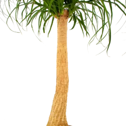 Beaucarnea Recurvata - Op Stam - Olifantenpoot - P27 H100 - Kamerplant -Goedkope Tuinbenodigdheden winkel beaucarnea recurvata op stam olifantenpoot p27 h100 6 1