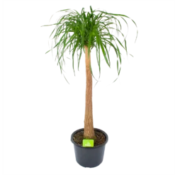 Beaucarnea Recurvata - Op Stam - Olifantenpoot - P32 H130 - Kamerplant