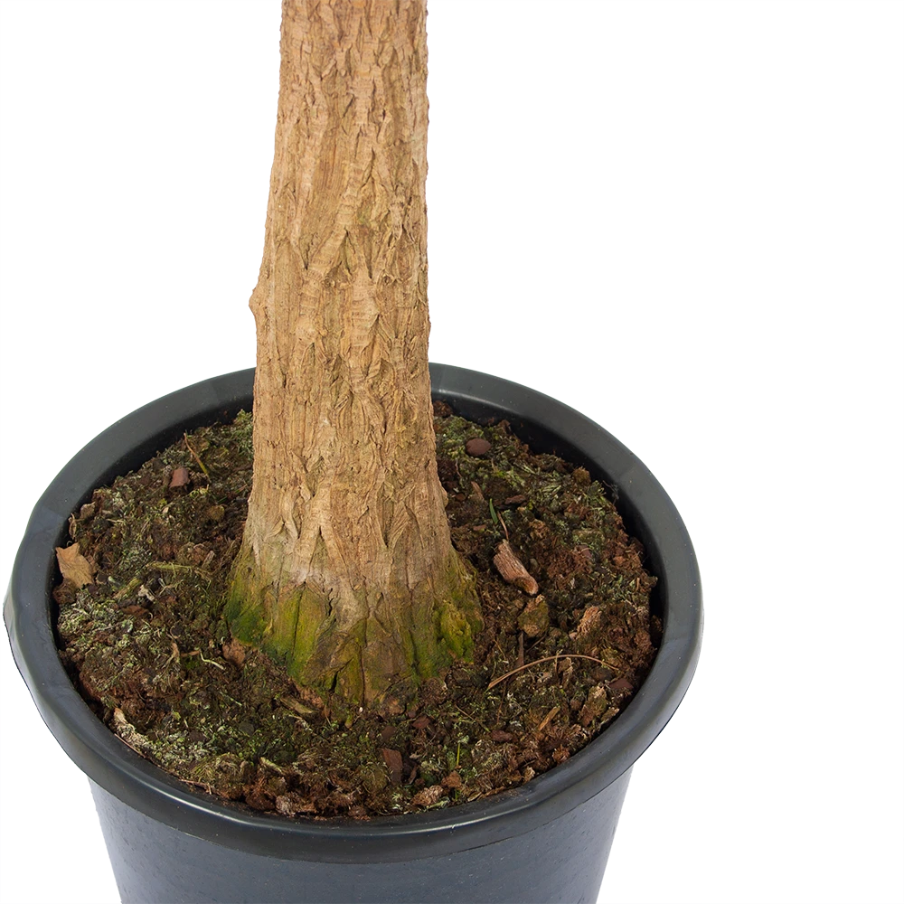 Beaucarnea Recurvata - Op Stam - Olifantenpoot - P32 H130 - Kamerplant 2 Beaucarnea Recurvata - Op Stam - Olifantenpoot - P32 H130 - Kamerplant - Afbeelding 2