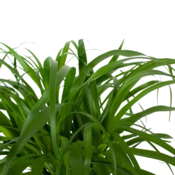 Beaucarnea Recurvata - Op Stam - Olifantenpoot - P32 H130 - Kamerplant 6 Beaucarnea Recurvata - Op Stam - Olifantenpoot - P32 H130 - Kamerplant -Goedkope Tuinbenodigdheden winkel beaucarnea recurvata op stam olifantenpoot p32 h130 6 3