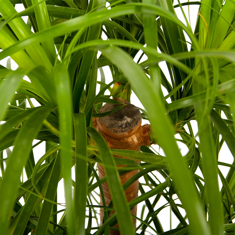 Beaucarnea Recurvata - Vertakt - Olifantenpoot - P26 H70 - Kamerplant 2 Beaucarnea Recurvata - Vertakt - Olifantenpoot - P26 H70 - Kamerplant - Afbeelding 2