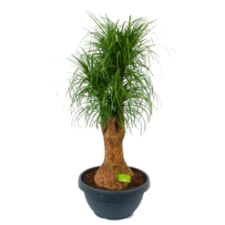 Beaucarnea Recurvata - Vertakt - Olifantenpoot - P44 H170 - Kamerplant