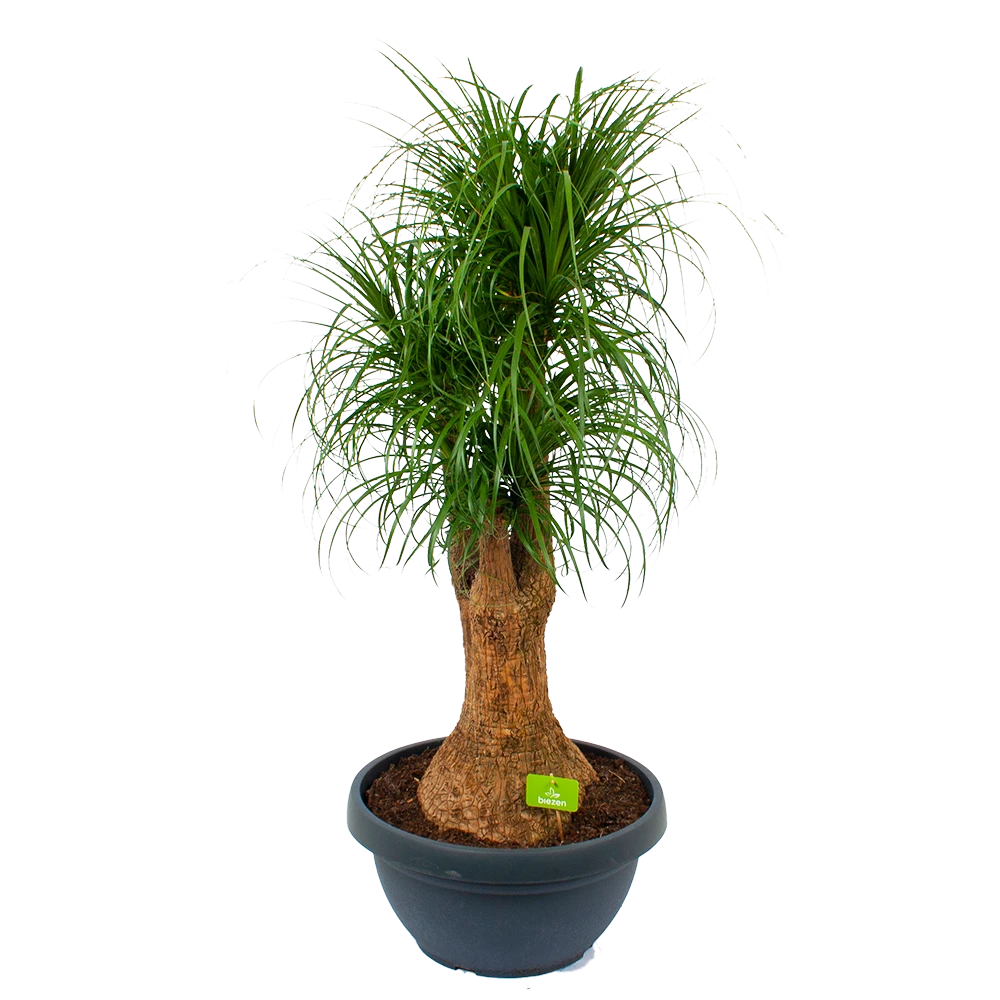 Beaucarnea Recurvata - Vertakt - Olifantenpoot - P44 H170 - Kamerplant 1 Beaucarnea Recurvata - Vertakt - Olifantenpoot - P44 H170 - Kamerplant