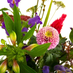 Boeket Paarse Passie Groot 9 Boeket Paarse Passie Groot -Goedkope Tuinbenodigdheden winkel boeket paarse passie groot boeketten 4