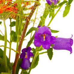 Boeket Plukgeluk Middel 9 Boeket Plukgeluk Middel -Goedkope Tuinbenodigdheden winkel boeket plukgeluk middel boeketten 4