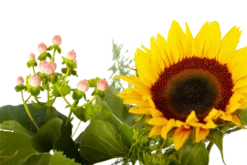 Boeket Zonnestraal Groot 9 Boeket Zonnestraal Groot -Goedkope Tuinbenodigdheden winkel boeket zonnestraal boeketten 4 3 1